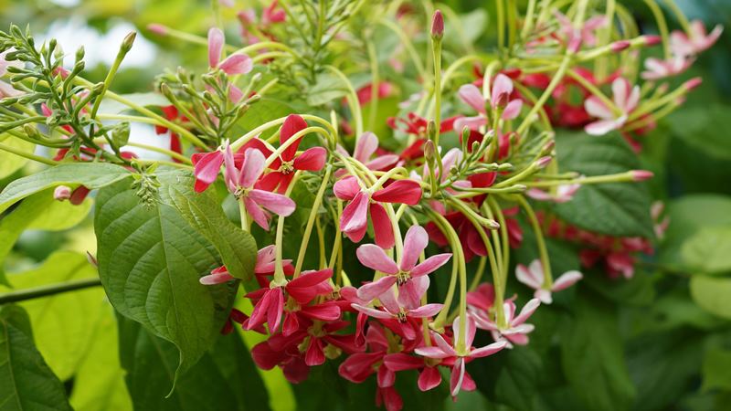 Những điều kiêng kỵ khi trồng cây sử quân tử Những điều kiêng kỵ khi trồng cây sử quân tử