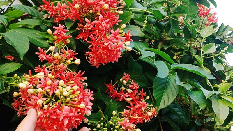 Cây sử quân tử là cây gì? Ý nghĩa phong thủy của cây sử quân tử Cây sử quân tử là cây gì? Ý nghĩa phong thủy của cây sử quân tử