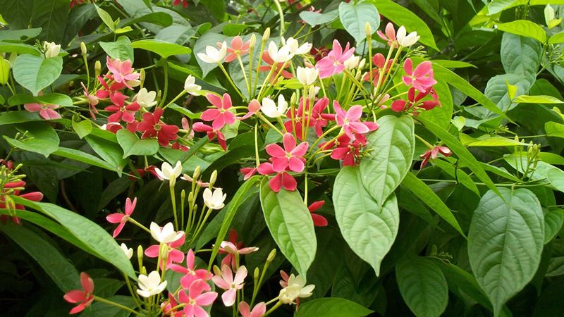 Câu hỏi thường gặp Câu hỏi thường gặp