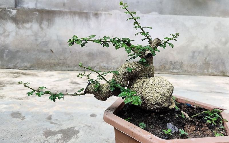 Cây cần thăng là gì? Đặc điểm cây cần thăng