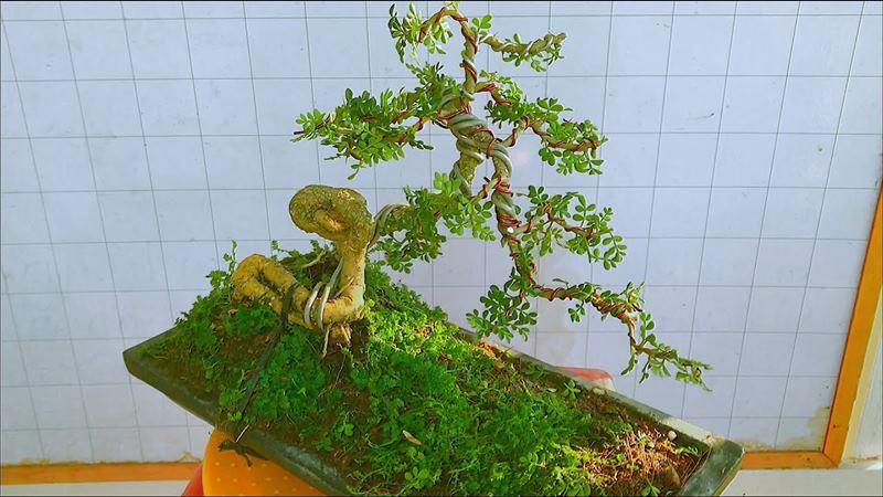 Ý nghĩa phong thủy của cây cần thăng