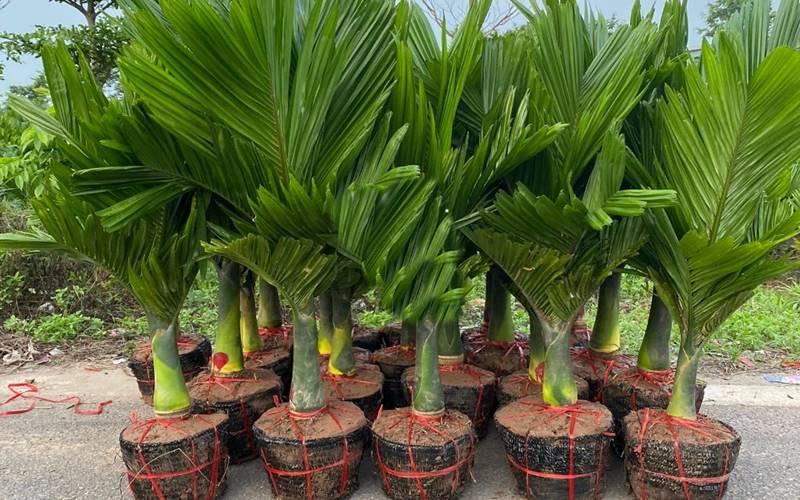 Ý nghĩa phong thuỷ của cây cau cảnh