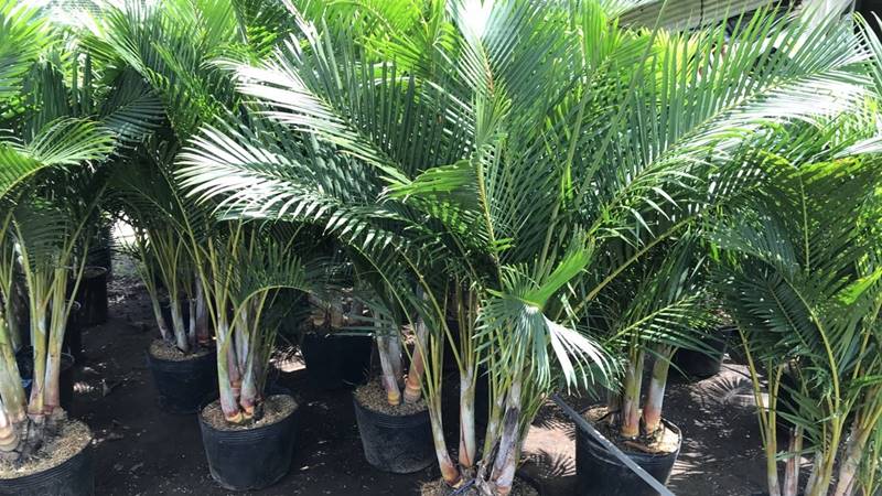 Vị trí đặt cây cau cảnh