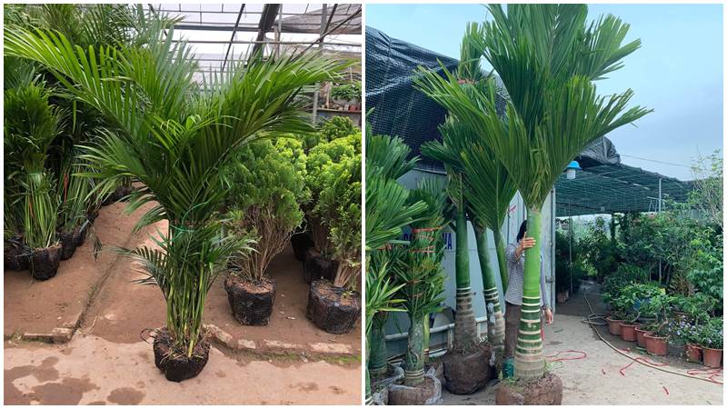 Đặc điểm của cây cau cảnh
