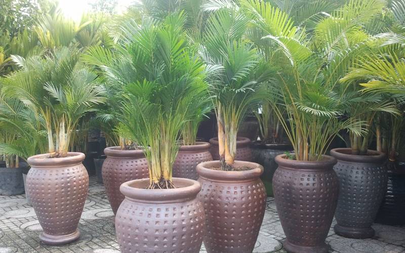 Cây cau cảnh hợp mệnh Mộc và Thủy