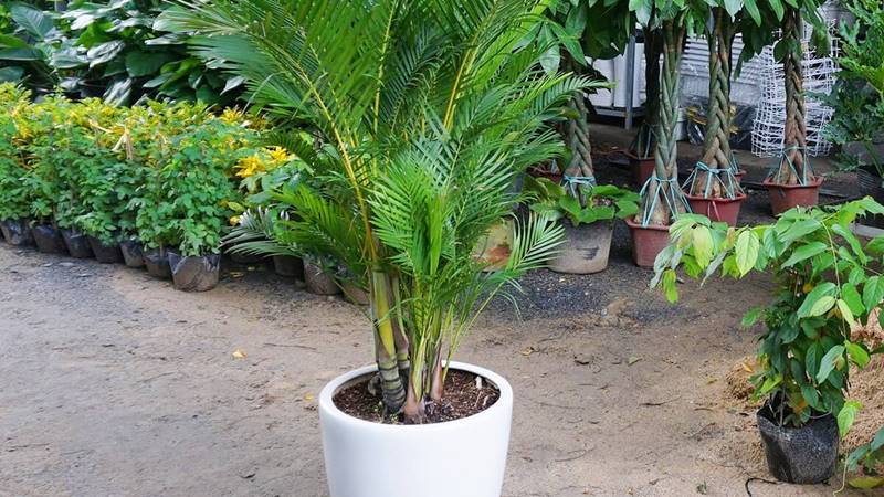Công dụng khi trồng cây cau cảnh trong nhà