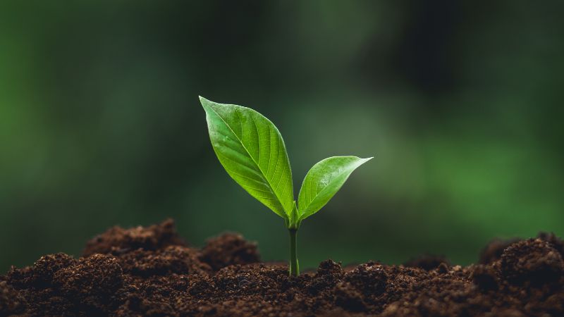 Người mệnh Mộc sinh năm nào? Người mệnh Mộc sinh năm nào?