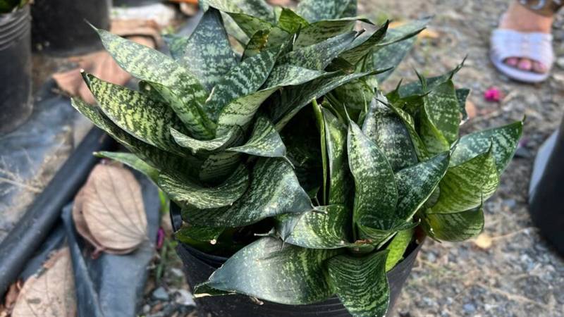 Công dụng trong đời sống