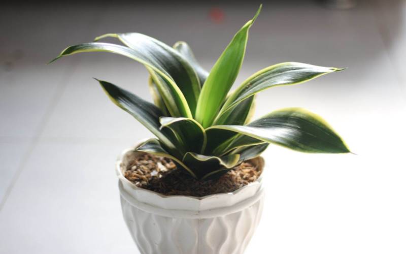 Cách nhân giống cây lưỡi mèo