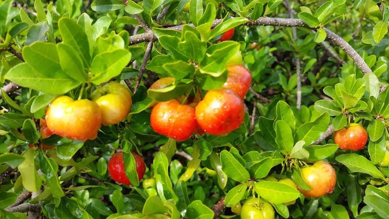 Những lưu ý khi bà bầu ăn sơ ri Những lưu ý khi bà bầu ăn sơ ri