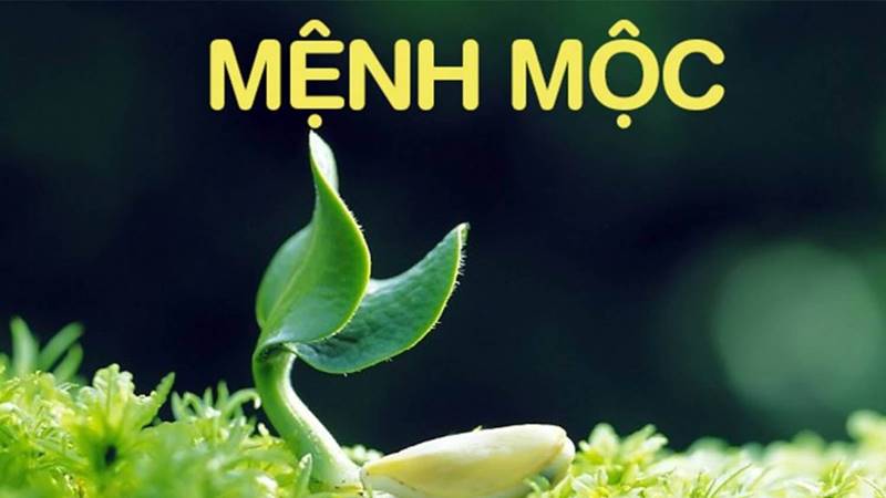 Người mệnh Mộc hợp màu gì?