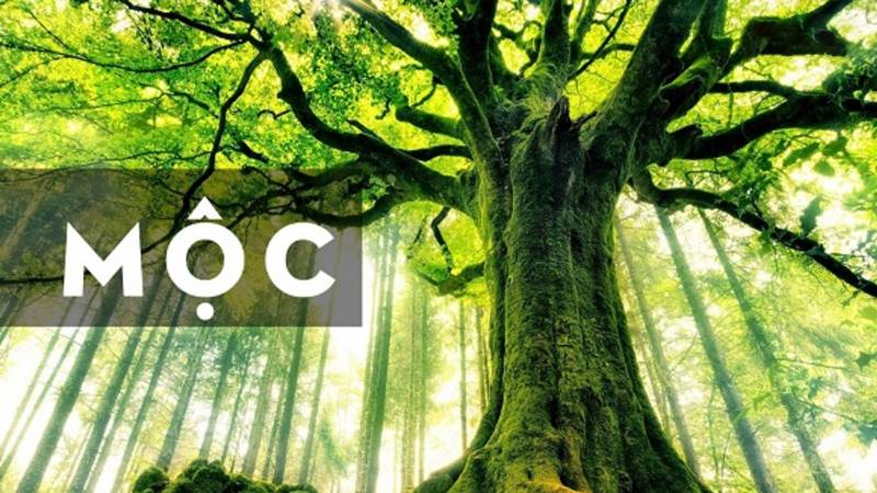 Người mệnh Mộc sinh năm bao nhiêu?