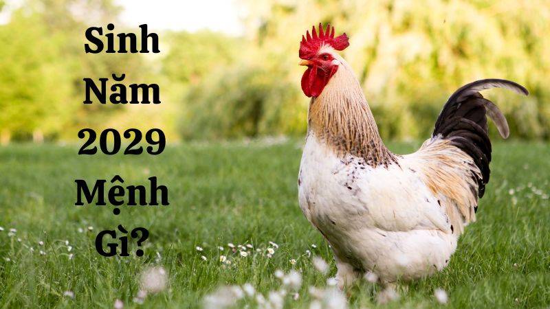 Người tuổi Kỷ Dậu 2029 thuộc cung mệnh gì?