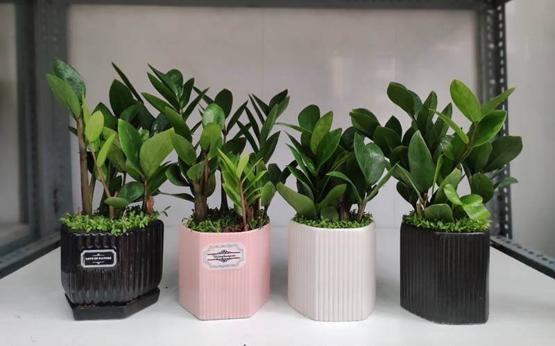 Chọn chậu trồng kim tiền theo phong thủy Chọn chậu trồng kim tiền theo phong thủy