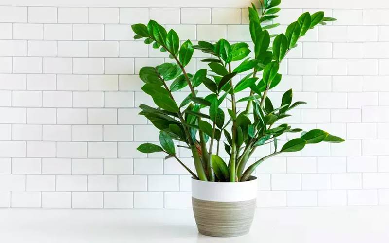 Cây kim tiền đặc biệt hợp với những người mệnh Mộc và mệnh Hỏa Cây kim tiền đặc biệt hợp với những người mệnh Mộc và mệnh Hỏa