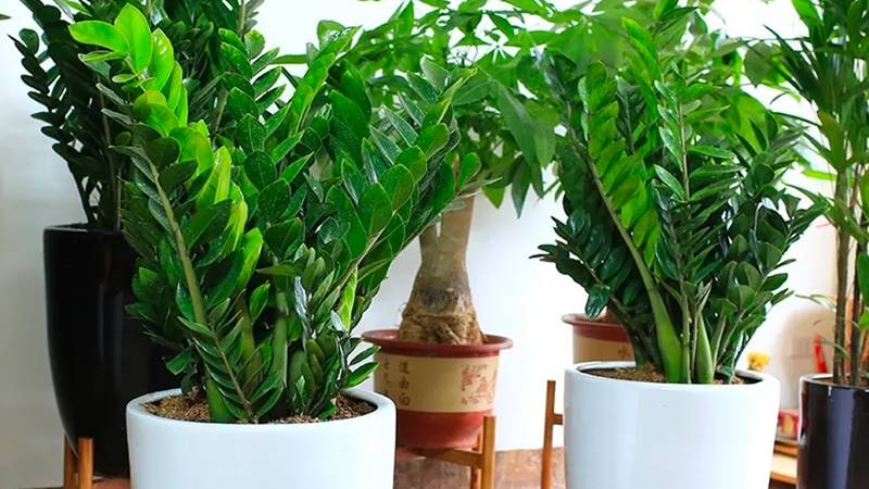 Cây kim tiền hợp tuổi gì? Cây kim tiền hợp tuổi gì?