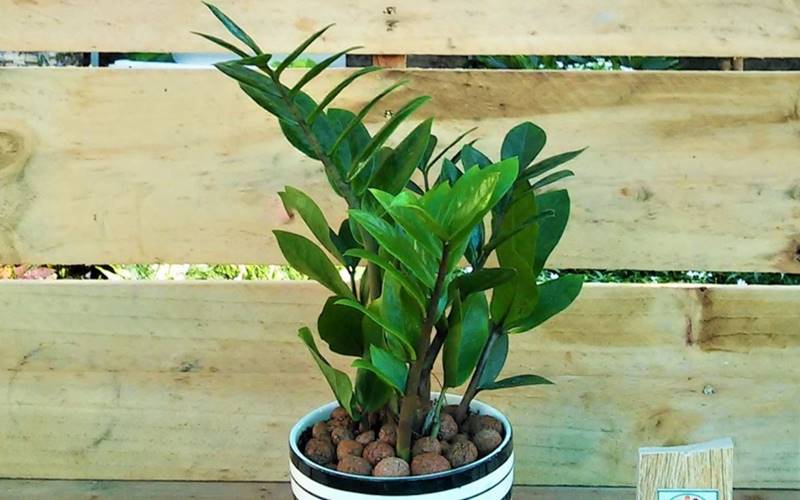 Vị trí tốt đặt cây kim tiền Vị trí tốt đặt cây kim tiền