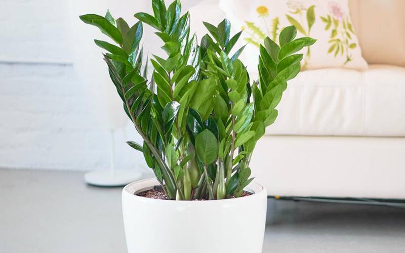 Ý nghĩa phong thủy của cây kim tiền Ý nghĩa phong thủy của cây kim tiền