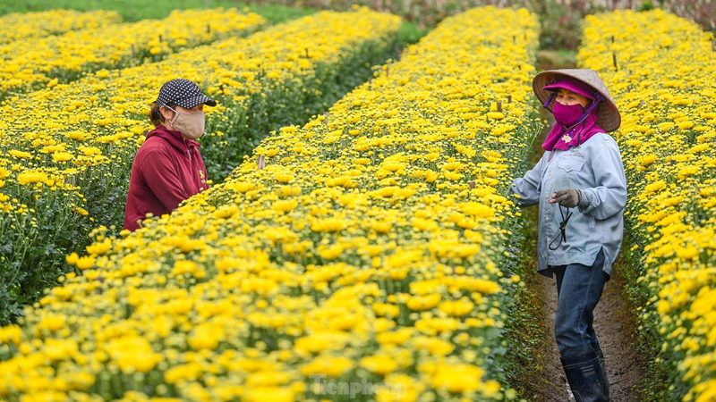 Khám Phá 8 Thiên Đường Hoa Sắc Màu Tại Hà Nội 16 hoa