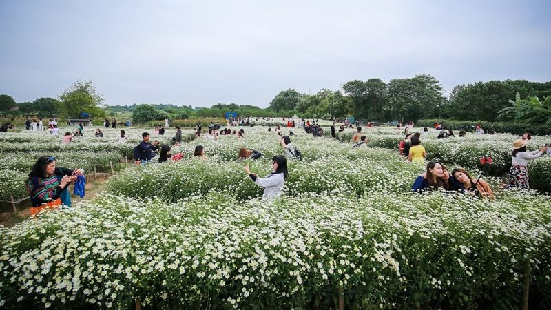 Khám Phá 8 Thiên Đường Hoa Sắc Màu Tại Hà Nội 13 hoa