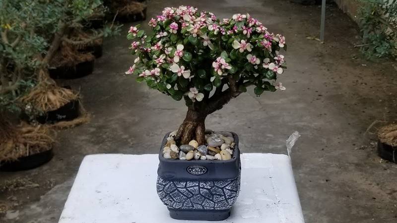 Cây ngọc bích