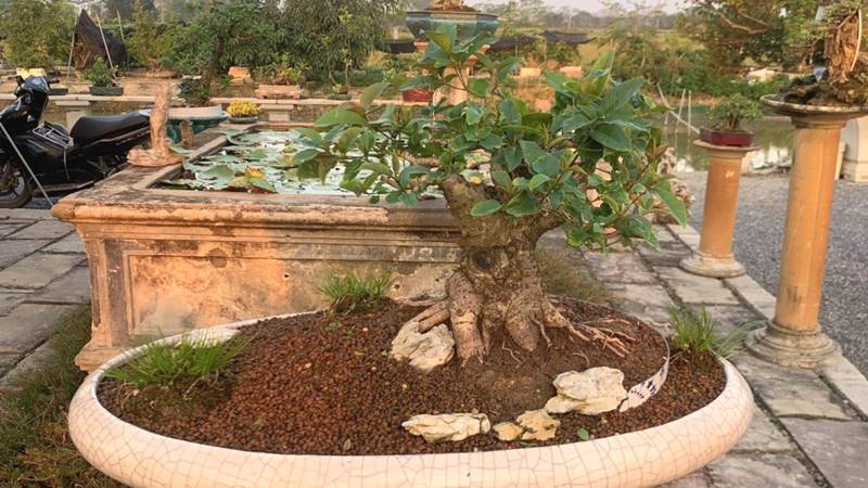 Cây mộc hương
