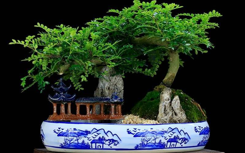 Cây thanh hương mộc