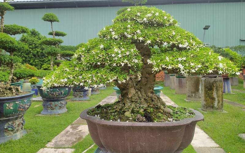 Cây mai chiếu thủy