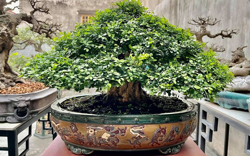 Cây nguyệt quế bonsai