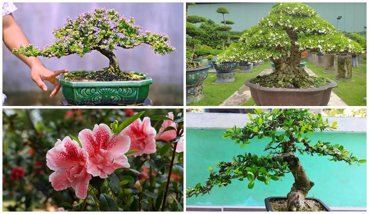 10 loại cây cảnh bonsai chưng Tết phòng khách vừa đẹp vừa thơm