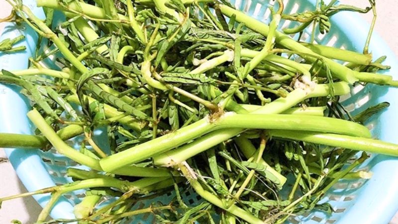 Những lưu ý khi bà bầu ăn rau nhút Những lưu ý khi bà bầu ăn rau nhút