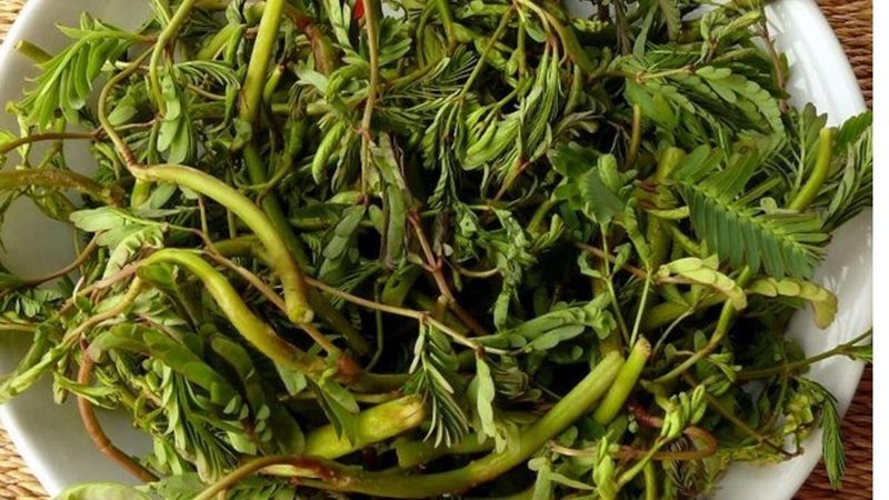 Giá trị dinh dưỡng của rau nhút Giá trị dinh dưỡng của rau nhút