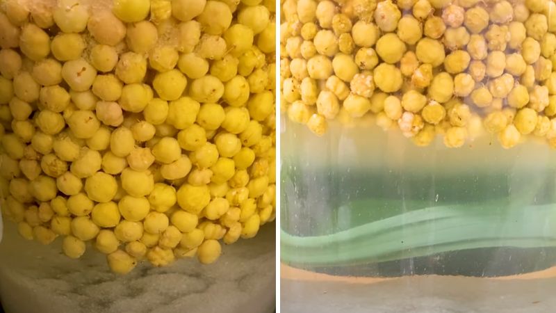 Thành phẩm rượu chùm ruột