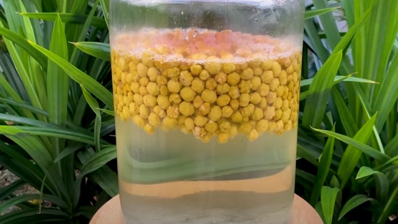 Thưởng thức rượu chùm ruột