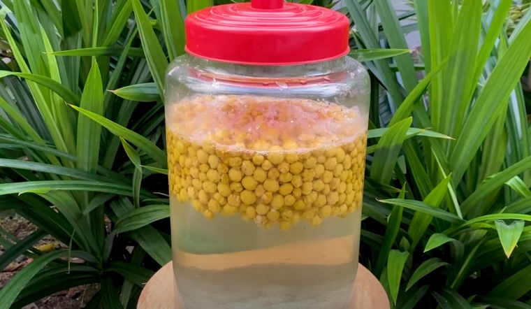 Cách làm rượu chùm ruột lên men tự nhiên vô cùng đơn giản