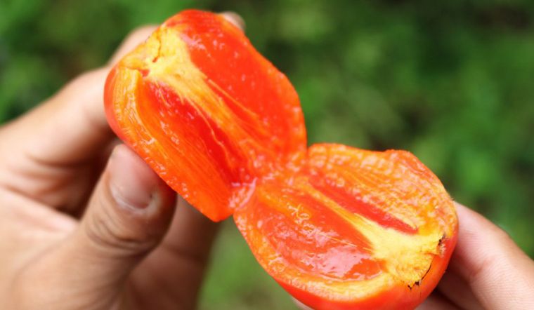 Hồng trứng là gì? Cách phân biệt hồng trứng và hồng giòn