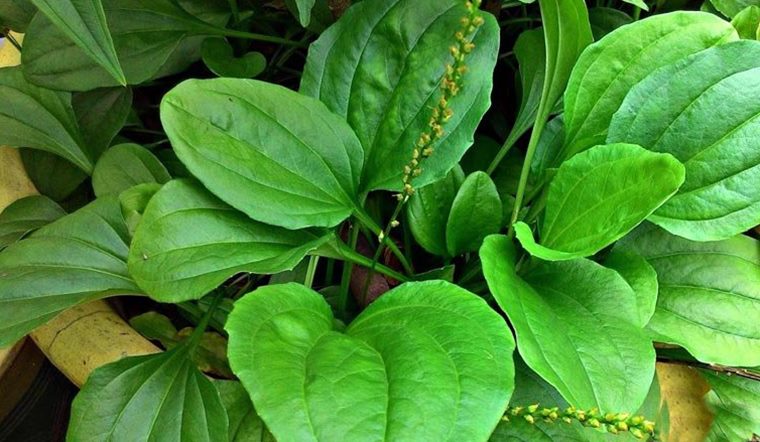 Bầu ăn rau mã đề có tốt không? Những lưu ý cho bà bầu ăn rau mã đề