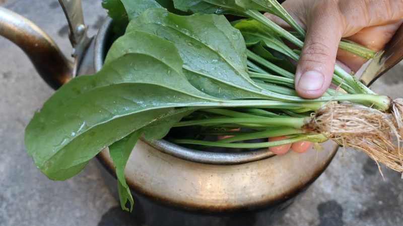 Những lưu ý khi bà bầu ăn rau mã đề