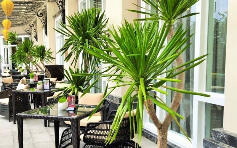 Công dụng và ý nghĩa phong thủy của cây phát tài núi