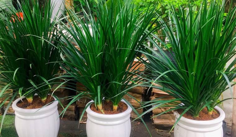 Cây phát tài núi hợp mệnh gì? Ý nghĩa phong thuỷ của cây