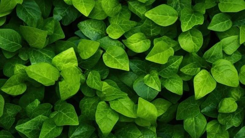 Song Tử (21/5 – 20/6) – Vàng, xanh nhạt và xanh lục