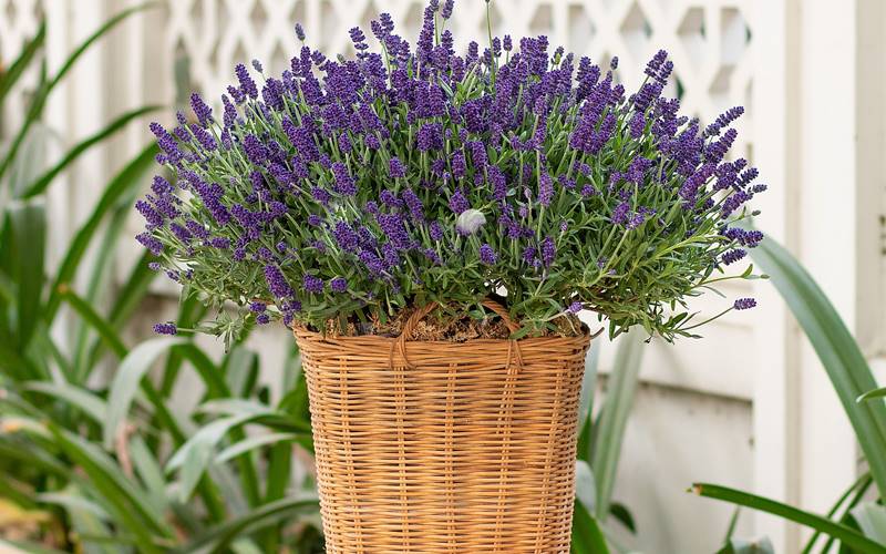 Hoa oải hương khô: Sự yên bình và lòng thủy chung Hoa oải hương khô: Sự yên bình và lòng thủy chung