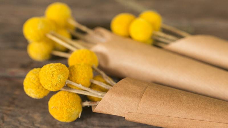 Hoa cúc nút áo vàng: Sức khỏe và hạnh phúc Hoa cúc nút áo vàng: Sức khỏe và hạnh phúc