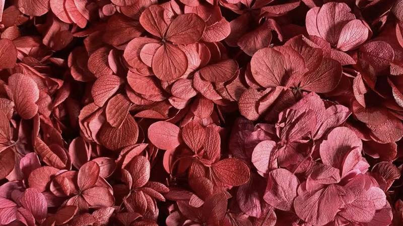 Hoa cẩm tú cầu khô: Sự chân thành và lòng biết ơn Hoa cẩm tú cầu khô: Sự chân thành và lòng biết ơn