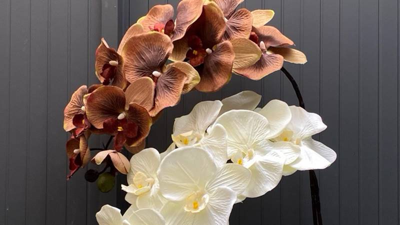 Hoa lan khô: Vẻ đẹp kiêu sa, quý phái Hoa lan khô: Vẻ đẹp kiêu sa, quý phái