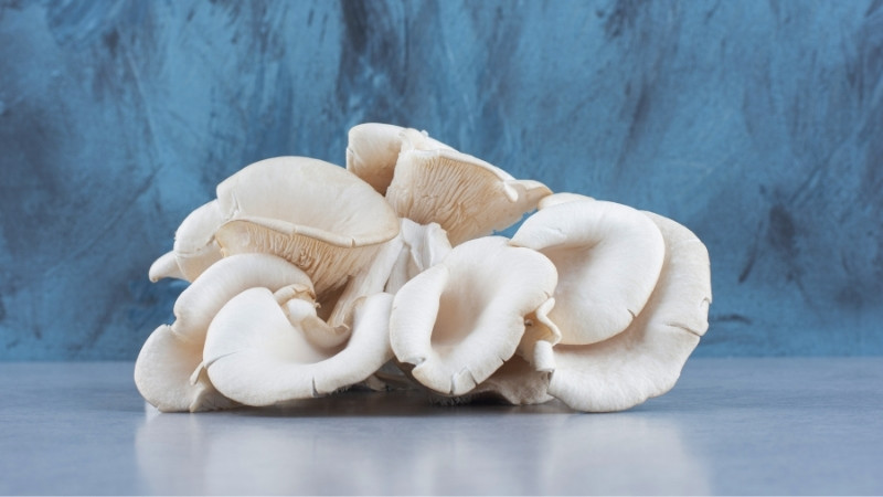 Cách chọn mua nấm sò trắng