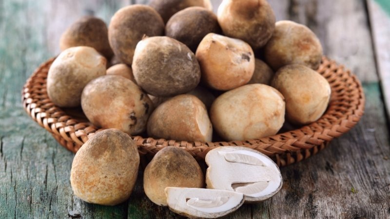 Nấm kỵ với thực phẩm nào?