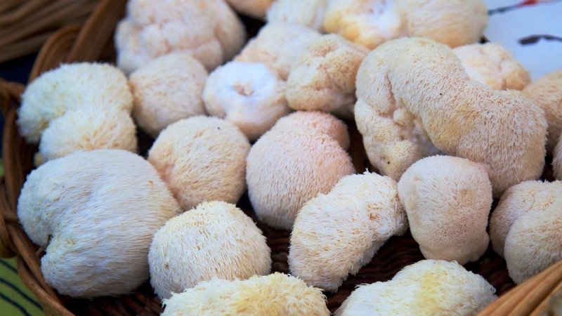 Cách chế biến và bảo quản nấm hầu thủ