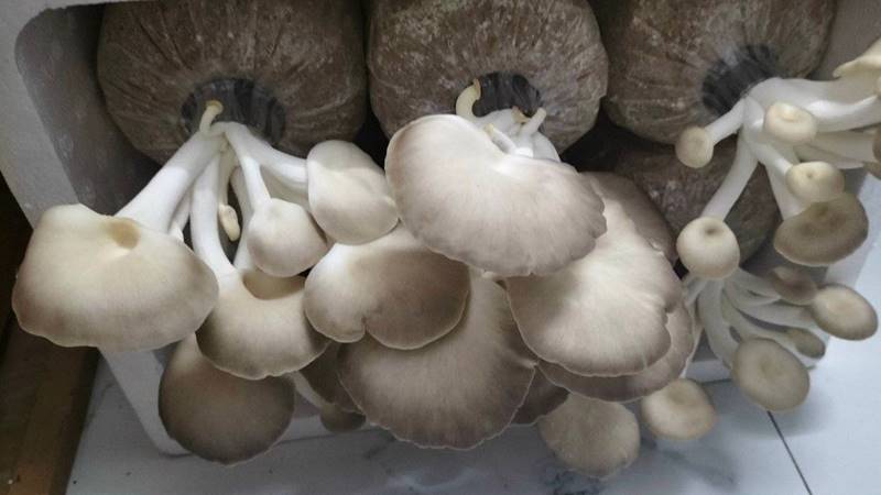Các vấn đề thường gặp và cách xử lý