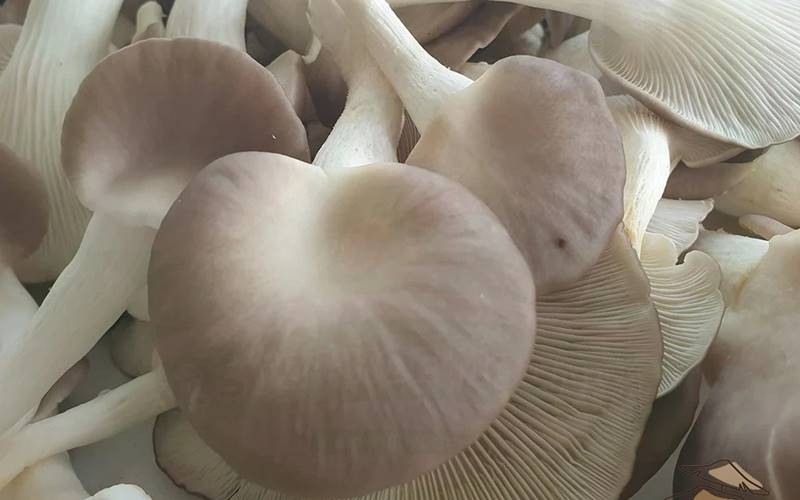 Cách làm phôi nấm